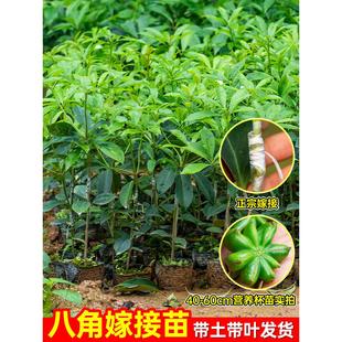 嫁接八角树苗大红八角苗带土带叶盆栽矮化东荣罗马八角苗四季可种