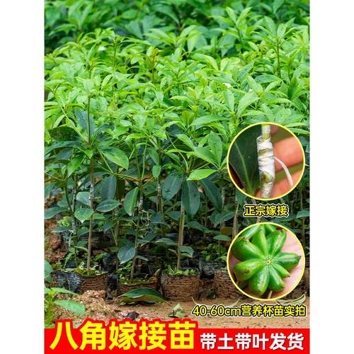 嫁接八角树苗大红带土叶盆