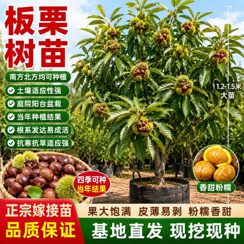 嫁接大红袍板栗树苗矮化当年爆果