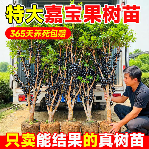 嘉宝果苗树当年结葡萄10老
