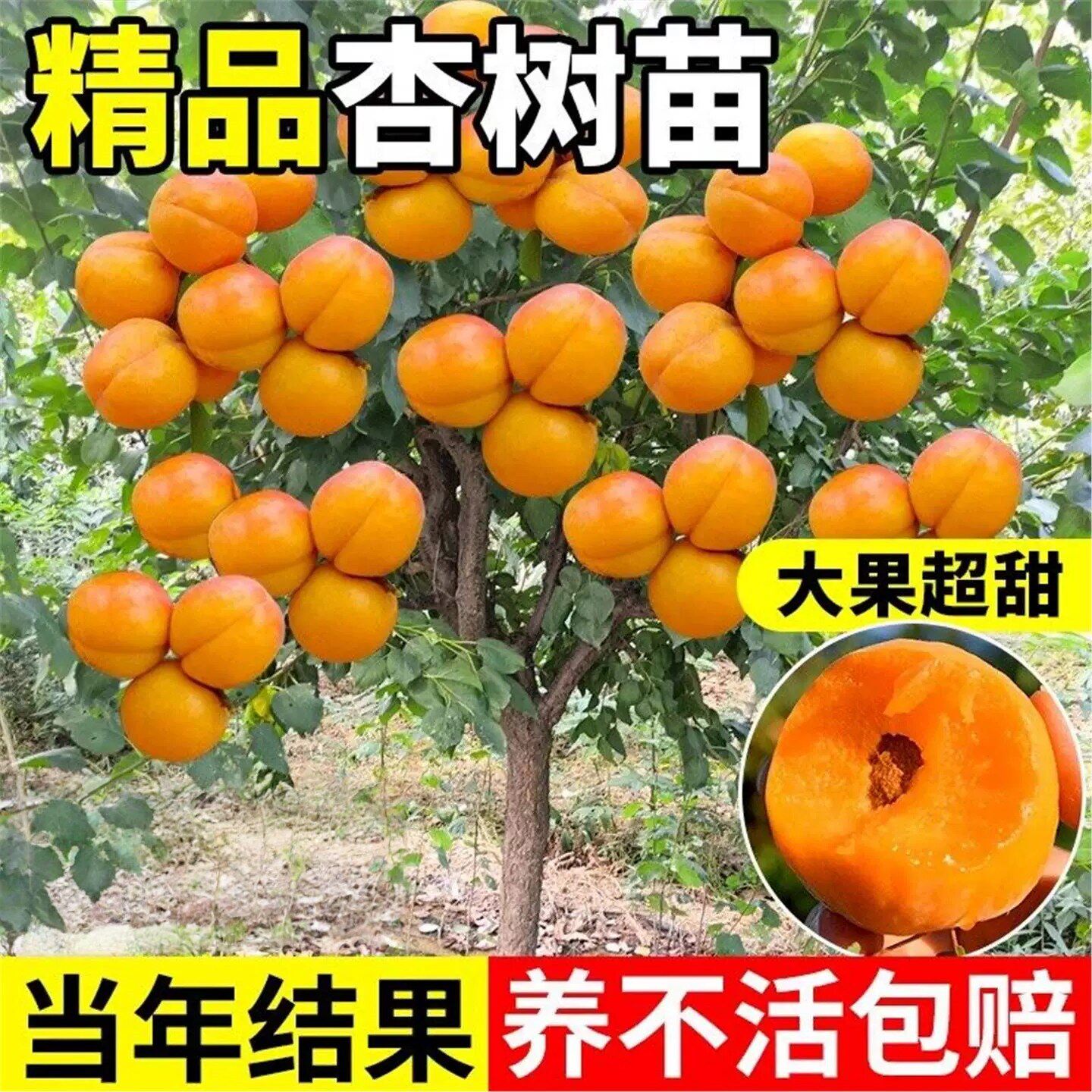 杏树苗特大早熟帝王甜杏子苗南方北方种植盆栽地栽果树苗当年结果