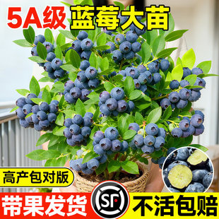 蓝莓树果苗盆栽特大号室内外蓝梅苗地栽阳台四季南北方种植果树苗