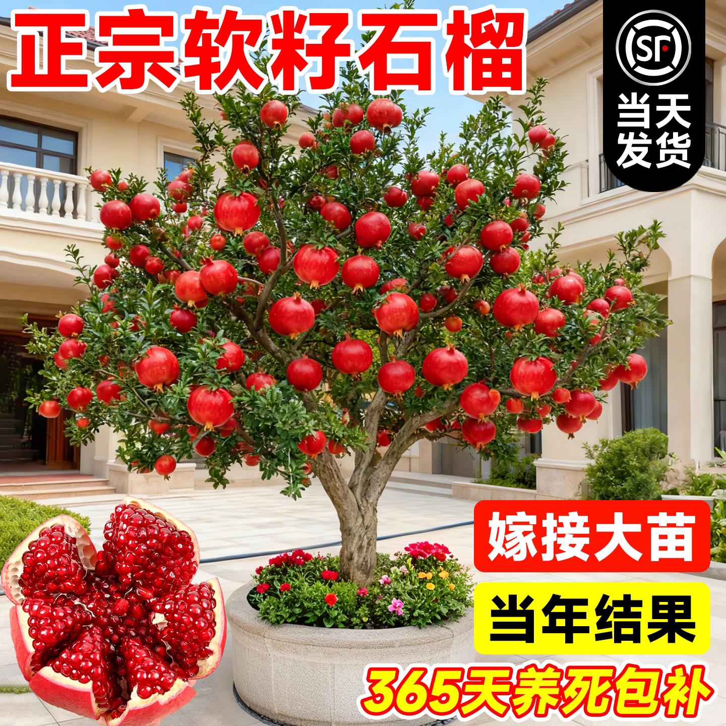 石榴树树苗突尼斯软籽无籽蒙阳红石榴盆栽庭院水果树特大带土果苗