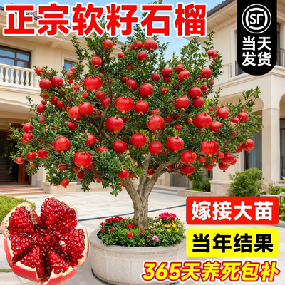 石榴树苗突尼斯软籽无蒙阳