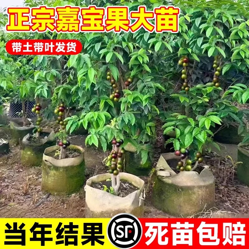 四季嘉宝果树苗沙巴艾斯卡