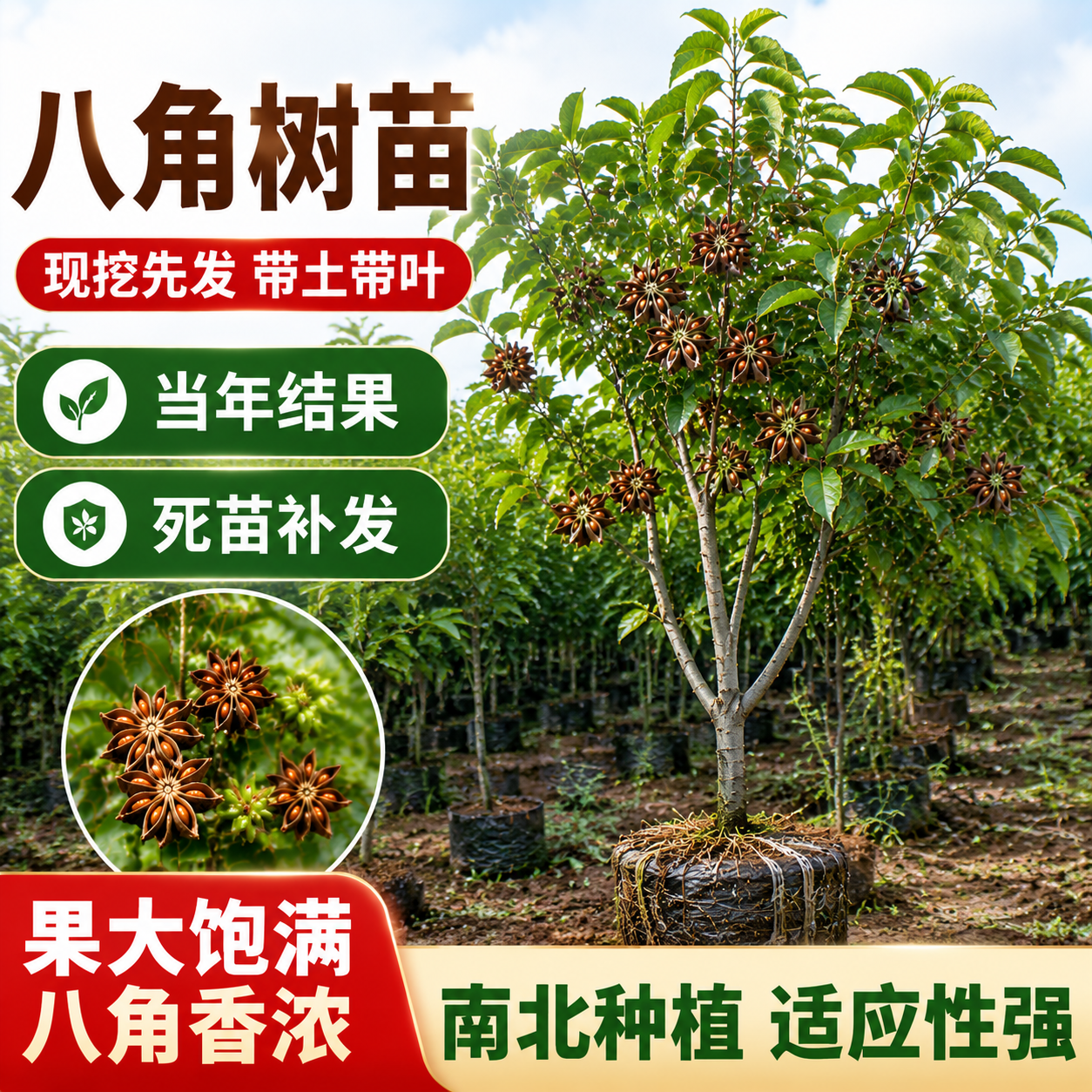 耐寒八角树树苗南北方庭院四季高栽种植食用大红茴香嫁接苗八角苗 - 实物图