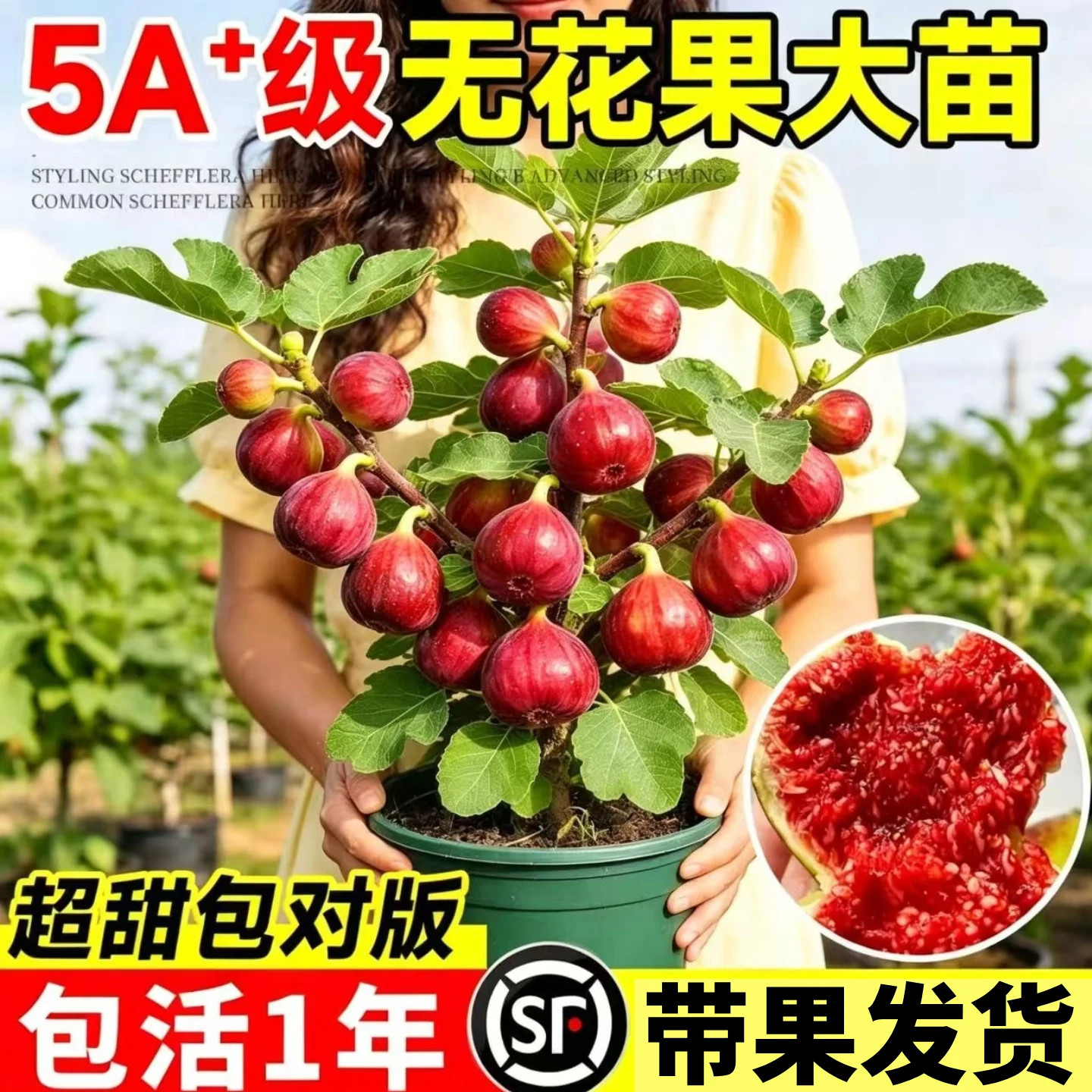 无花果树苗四季可种植浇水就活图片