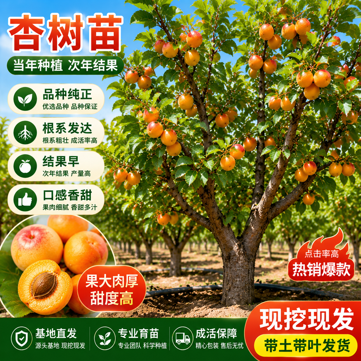 杏树果苗当年结果特大珍珠油杏帝王嫁接苗四季庭院盆地栽果树苗