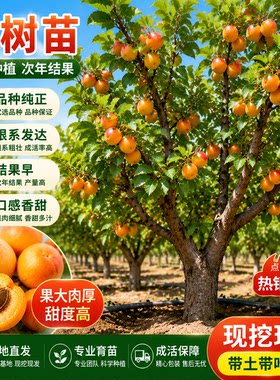 当年结果特大珍珠油杏嫁接果苗