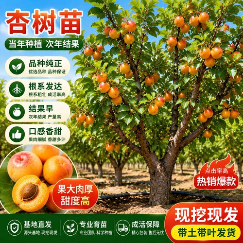 当年结果特大珍珠油杏嫁接果苗