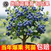 L25蓝莓树果苗盆栽F6南方北方种植特大号果树苗四季 结果蓝莓苗