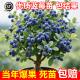L25蓝莓树果苗盆栽F6南方北方种植特大号果树苗四季 结果蓝莓苗