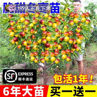 冰糖脆枣树活苗沾化冬枣树大枣超甜南方北方耐寒特大盆栽冬枣苗树