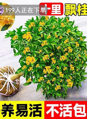四季桂盆栽桂花树苗可食用开花不断室内阳台庭院浓香型花卉植物