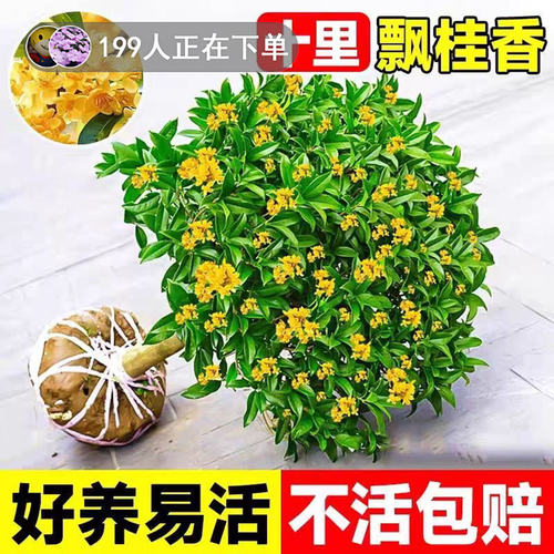 四季桂盆栽花树苗可食用开