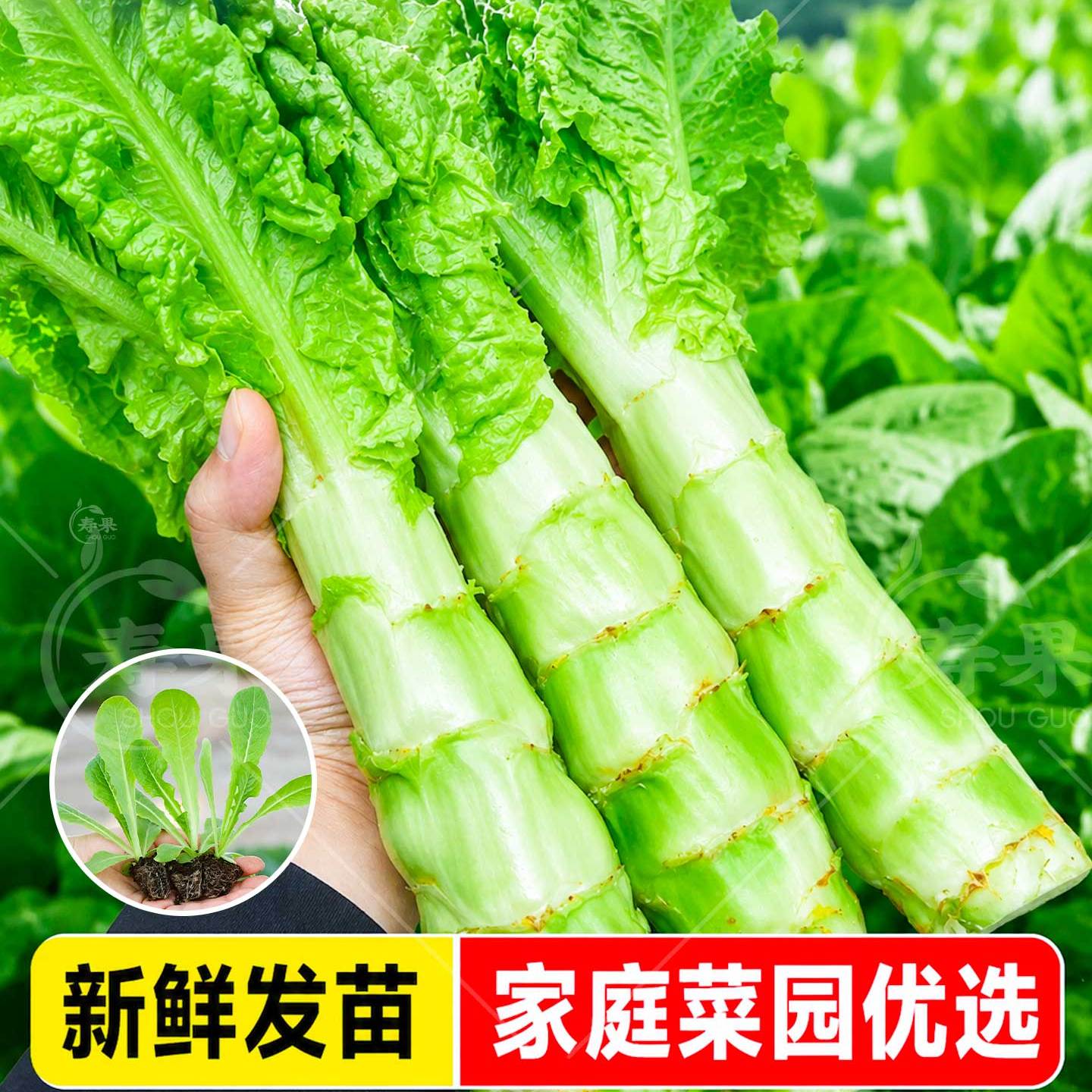 四季青皮莴笋苗南北方可种植图片