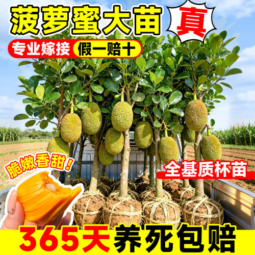 菠萝蜜树苗嫁接果大当年结