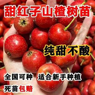 无核山楂树苗嫁接甜红肉无核山楂盆栽地栽特大果树南北方种植结果