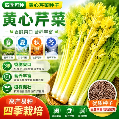 四季耐高温抗寒黄心芹菜种子