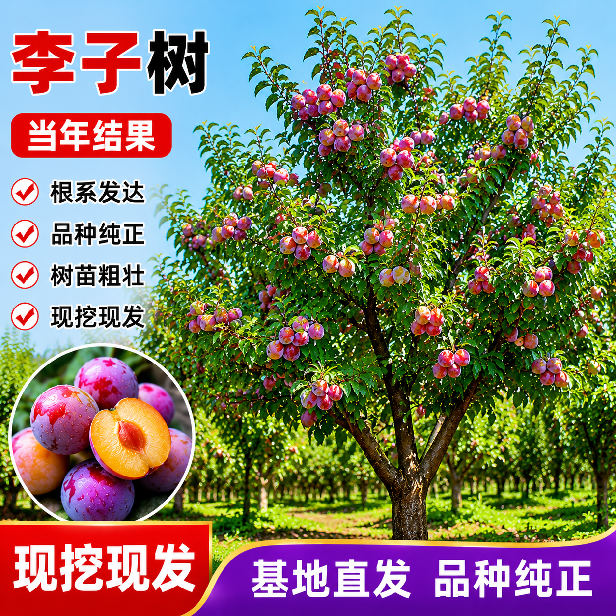 李子树苗嫁接果树苗盆栽地栽当年结果耐寒耐旱现挖现发