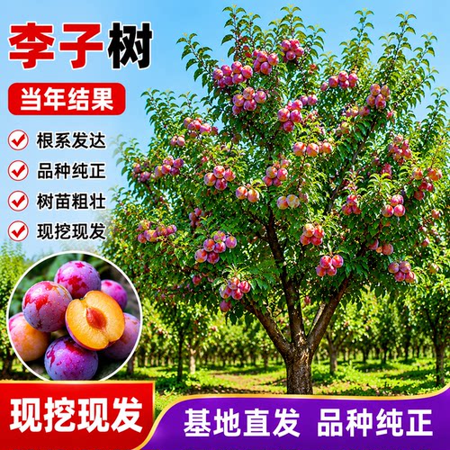 李子树苗嫁接当年结果耐寒耐旱