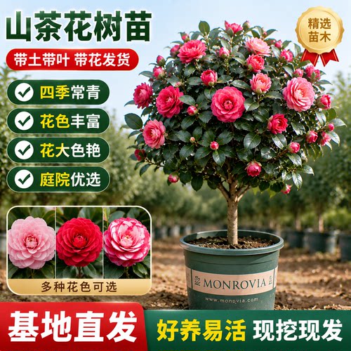 四季香妃茶花南北方可种植盆栽