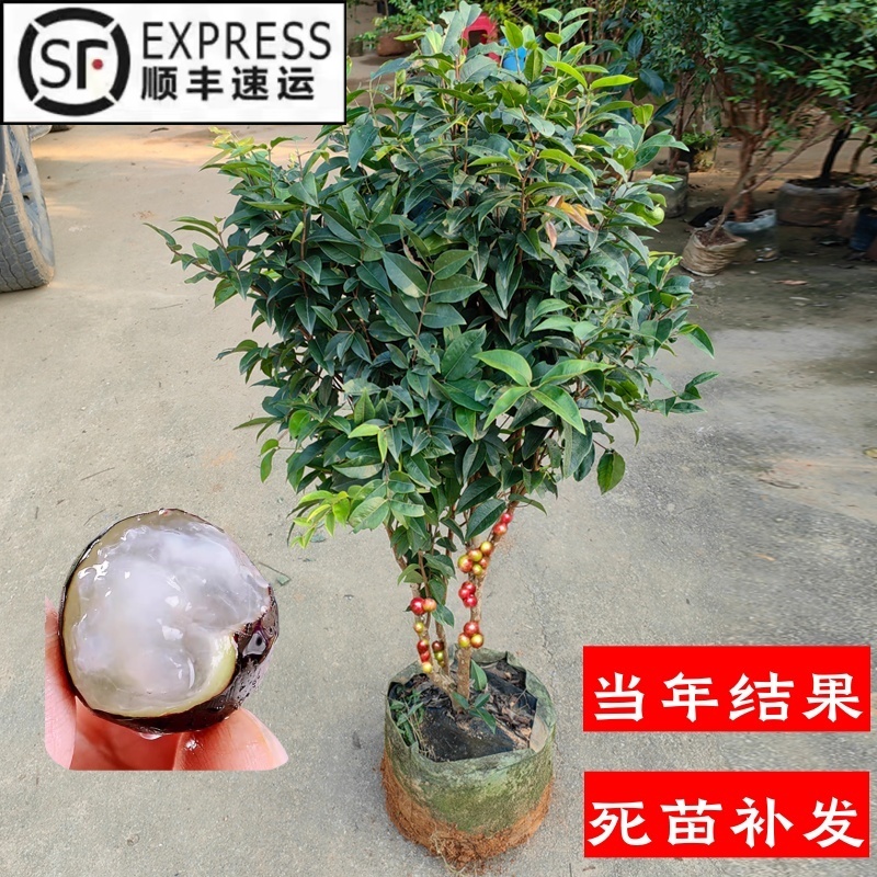 四季嘉宝果树苗沙巴艾斯卡