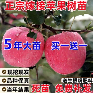 苹果树果苗盆栽地栽苗红富士冰糖心南方北方种植嫁接矮化苹果树苗