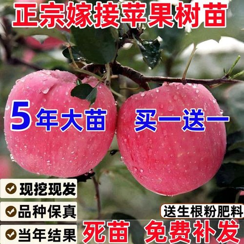 苹果树苗盆栽地红富士冰糖