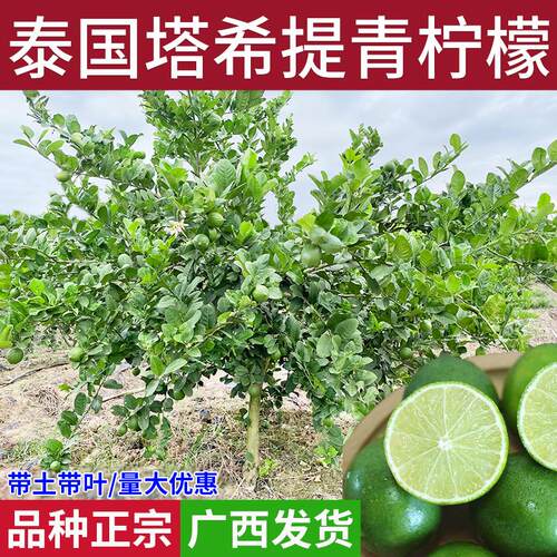 青柠檬树苗广东香水台湾塔