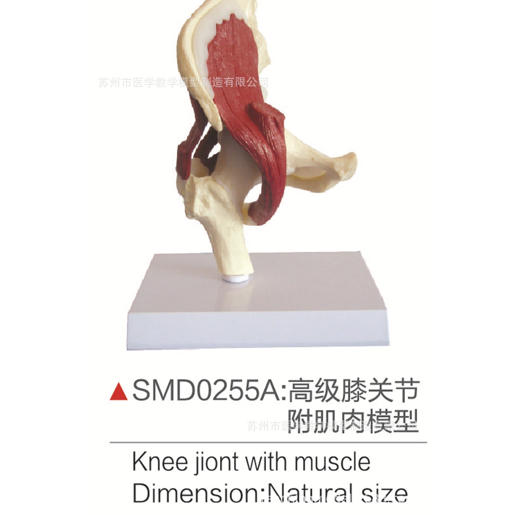 SMD0255A高级膝关节附肌肉模型,文具电教/文化用品/商务用品,教学标本/模型,淘宝优惠券,粉丝福利购,淘宝优惠卷