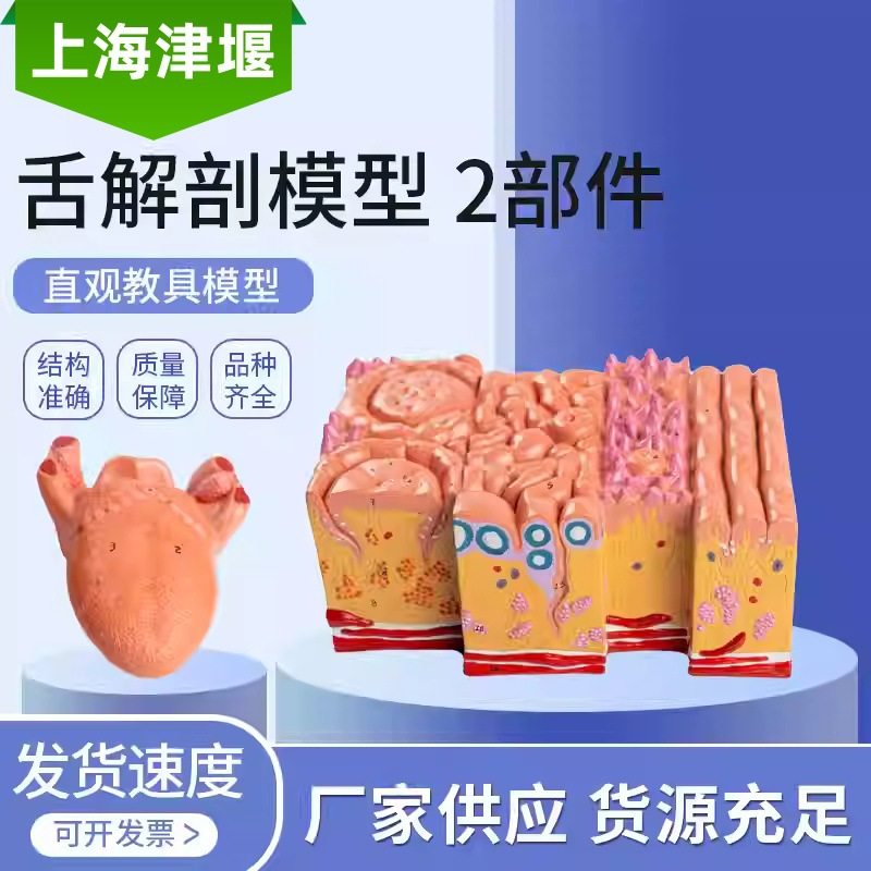 舌解剖模型 2部件 人体舌部解剖模型舌头舌口腔消化内科舌组织,文具电教/文化用品/商务用品,教学标本/模型,淘宝优惠券,粉丝福利购,淘宝优惠卷