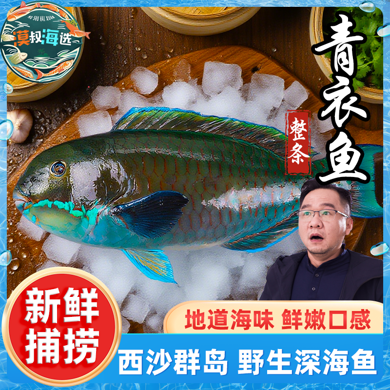 三沙西沙鹦鹉鱼青衣鱼海鲜