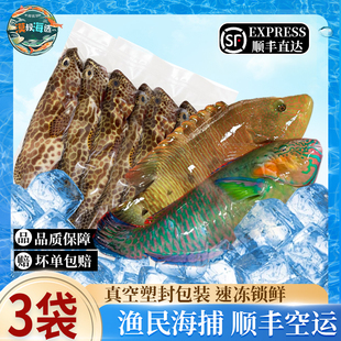 西沙海捕速冻锁鲜彩眉鱼鹦嘴青衣鱼蜂巢斑组合渔民手钓捕捞海鲜