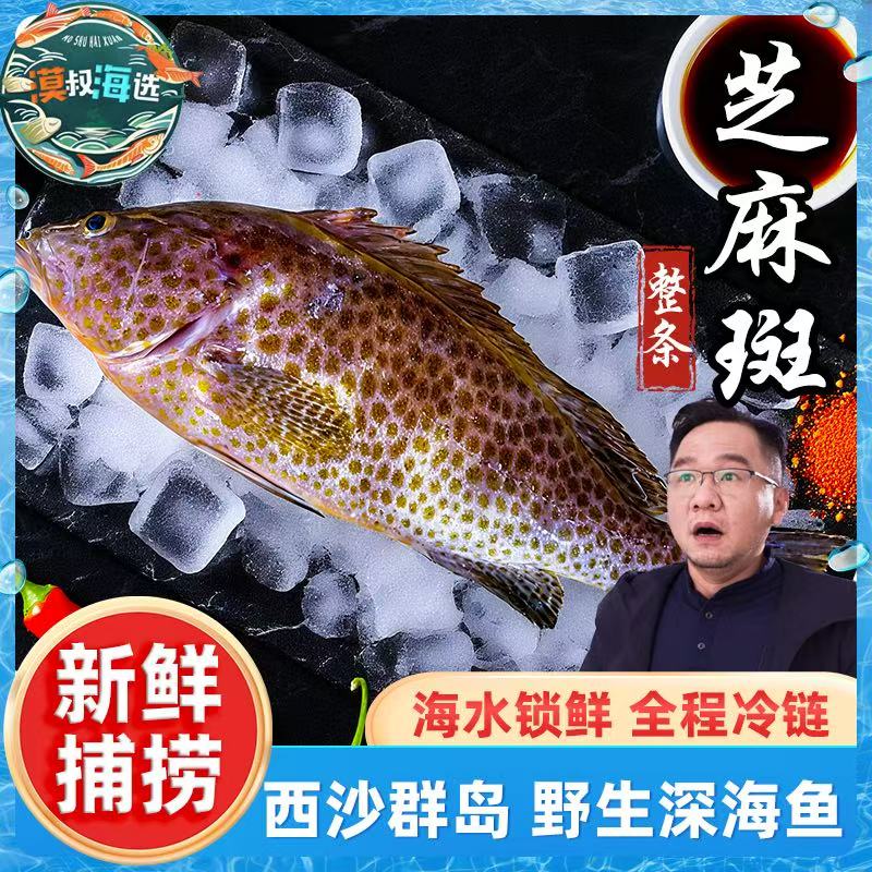 南海西沙速冻锁鲜钓口宝石石斑鱼