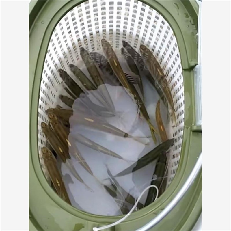活鱼桶一体成型硬壳带增氧泵虾箱活饵箱活鱼路亚筒钓鱼桶野钓专用图片