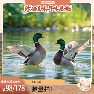 【湖北恩施溯源】湖北洪湖散养绿头鸭