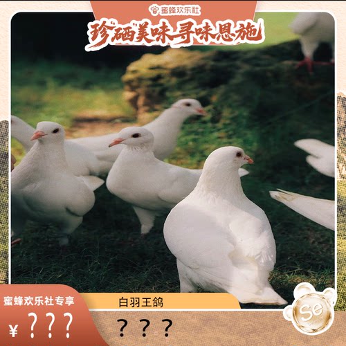 【基地严选】湖北恩施白羽王鸽三个月以上乳鸽子