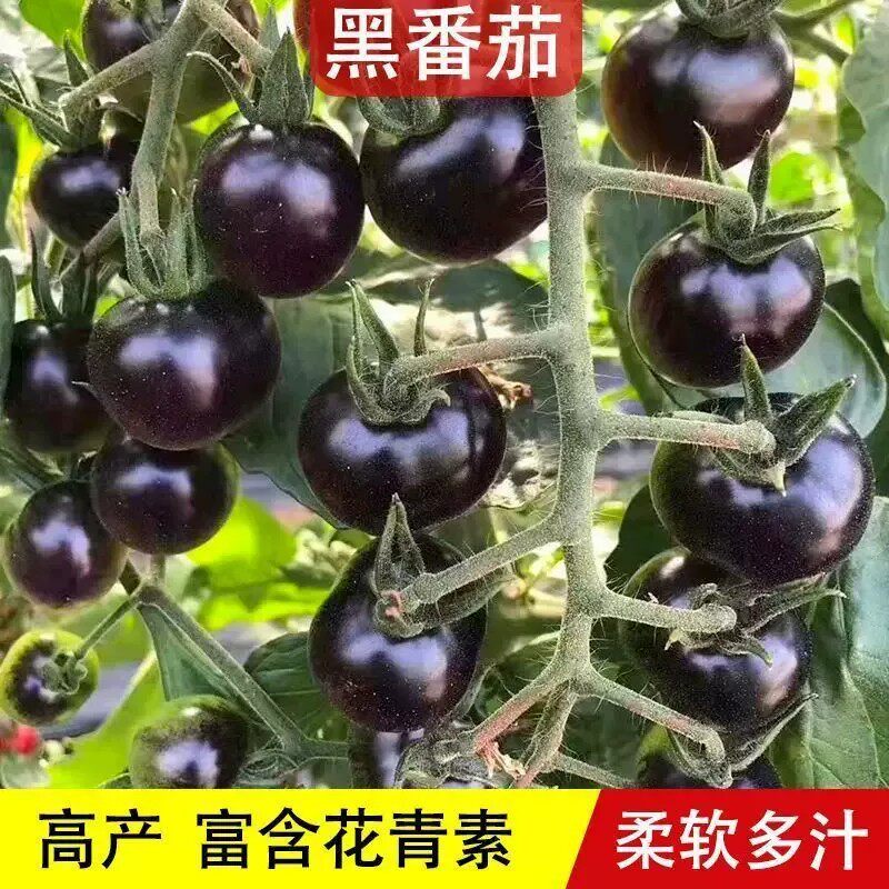 【下单立减50】黑色小番茄秧苗番茄苗子适合阳台小院种植YZ
