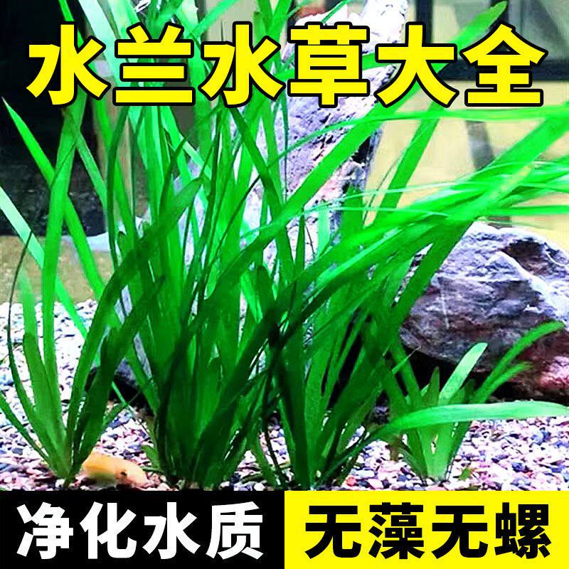 水兰原生缸溪流缸细叶水兰水草鲜活绿植大水兰小水兰鱼缸造景扭兰