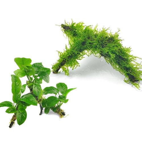 沉木莫丝沉木水榕成品莫丝树铁皇冠鱼缸造景装饰沉木莫斯懒人水草