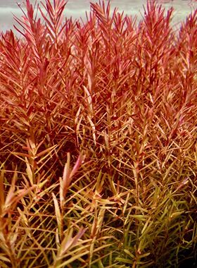 红宫廷水草水下叶红宫廷水草新手懒人开缸草缸造景水草荷兰景水草