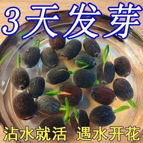 碗莲种七彩五颜六色花卉水养四季莲花荷花种莲藕绿植水缸植物水培