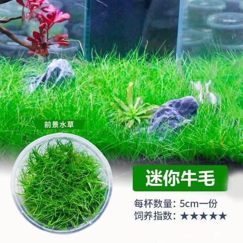 无菌杯水草植物迷你牛毛水草鱼缸草缸造景淡水懒人阴性增氧前景