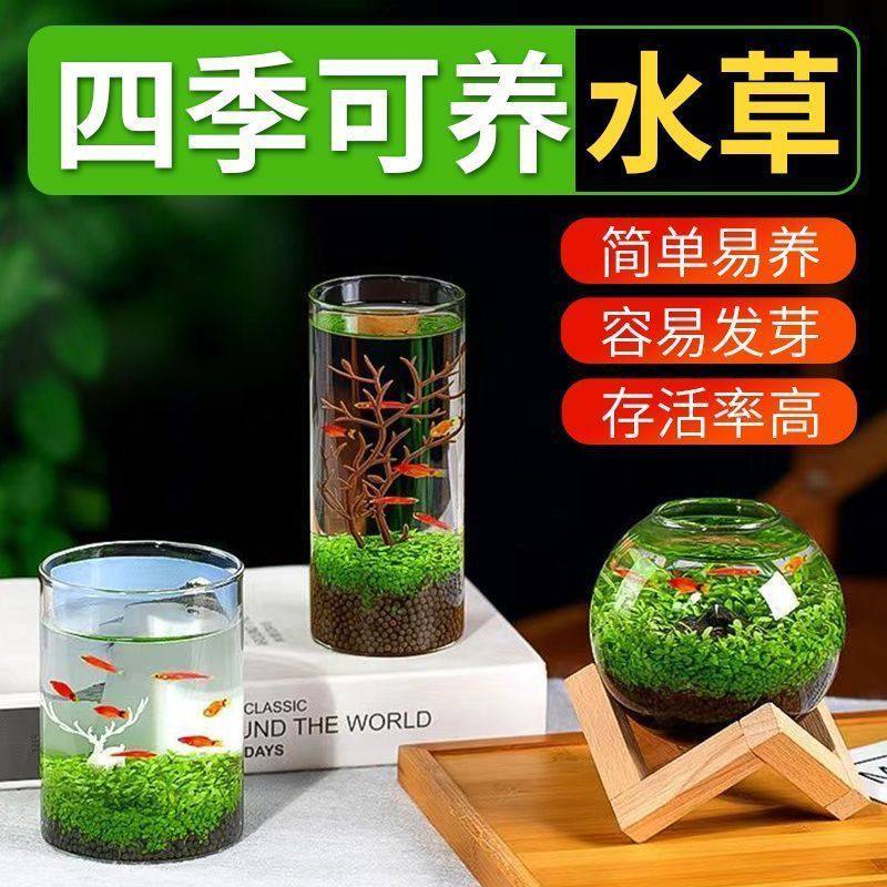 景观创意真草免洗养鱼阴性生态增水植物水草造景草籽鱼缸种子