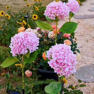 太阳能绣球花户外庭院花灯防水装饰灯阳台花园装饰氛围景观草坪灯