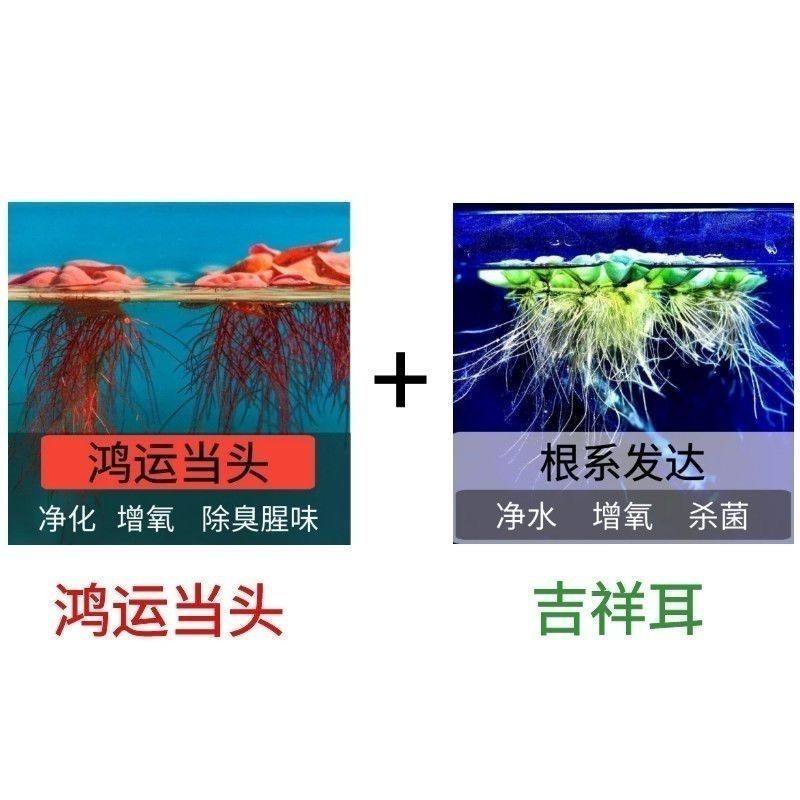 鱼缸造景浮萍水草植物氧气泵增氧泵养鱼水培养植物鱼草真草净化水