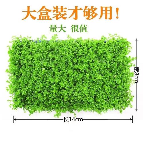 阴性水草爬地矮珍珠大坨草迷你矮无需鱼缸前景矮草坪真草懒人造景