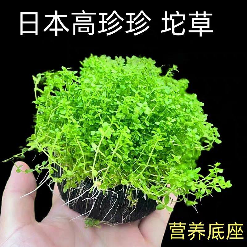 日本珍珠草全景草缸阳性水草淡水鱼缸水族生态缸草缸造景高珍珠