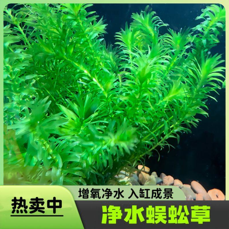 优质蜈蚣草水草植物鱼缸好养造景耐活增氧新手真草净化水质阴性